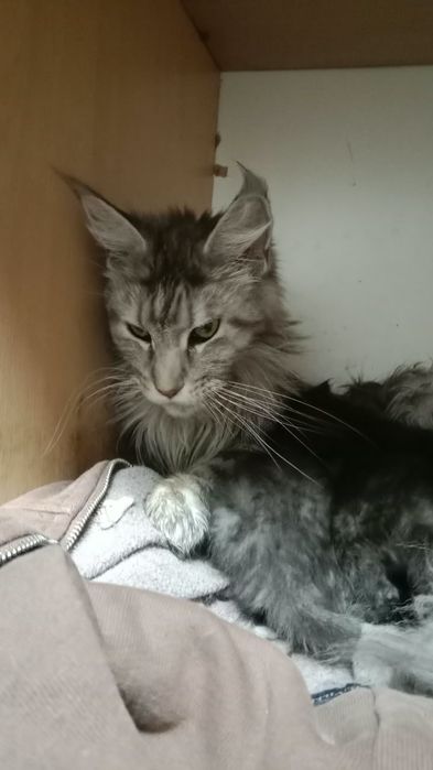 Мейн кун. Котята.