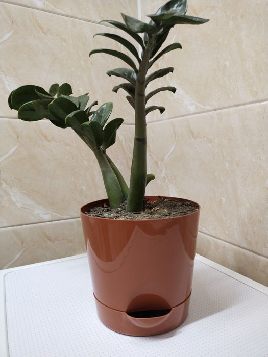 Долларовое дерево замиокулькас