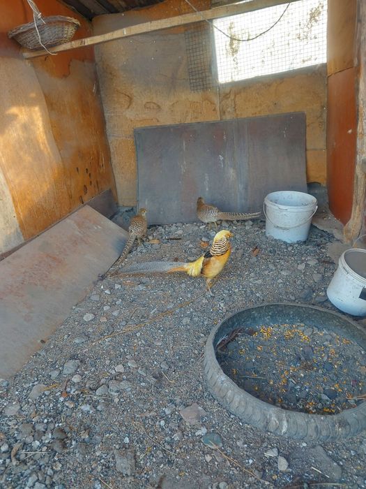 Лимонные фазаны семейка