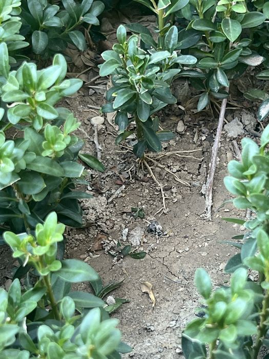 shamshod kochat 1,5 yillik