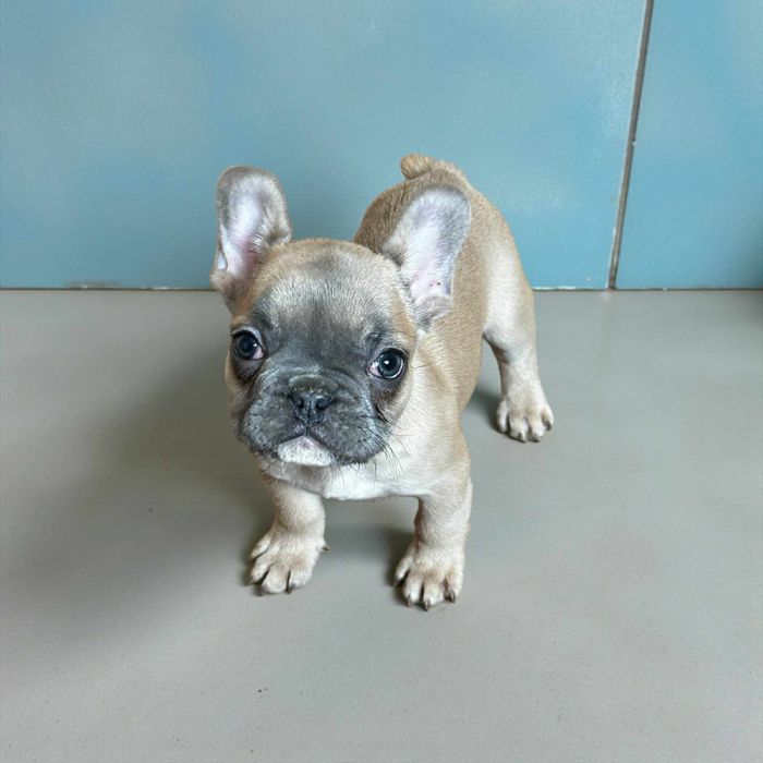 Френски булдог.