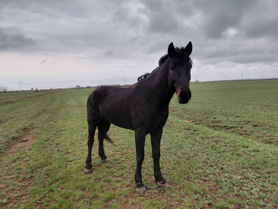 Айғыр Сатылады ??