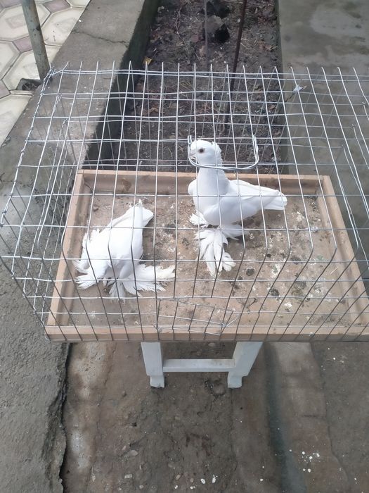 продаётся пара белых на игру