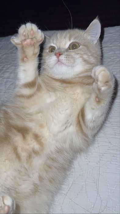 soglom va chiroyli mushuk ismi persik