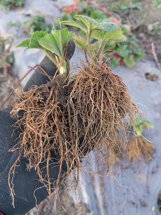 Разсад ягоди "Клери"