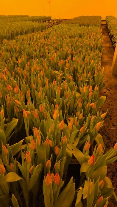 Тюльпаны оптом Астана