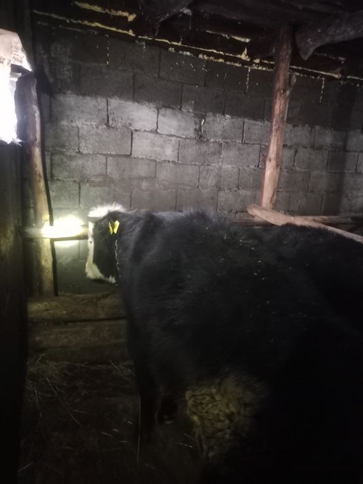 Продам бычков с откорма