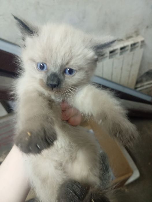 Отдам котят. 2 месяца.