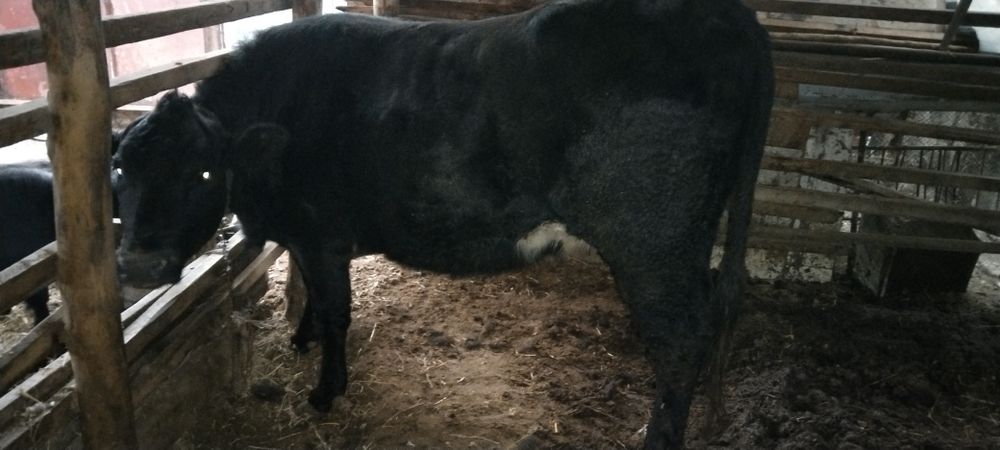 Бордақы қашарррр срочно