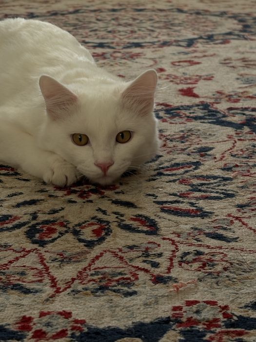 Отдам кота в добрые руки