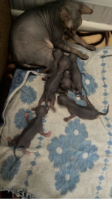 Продам Котят сфинксов