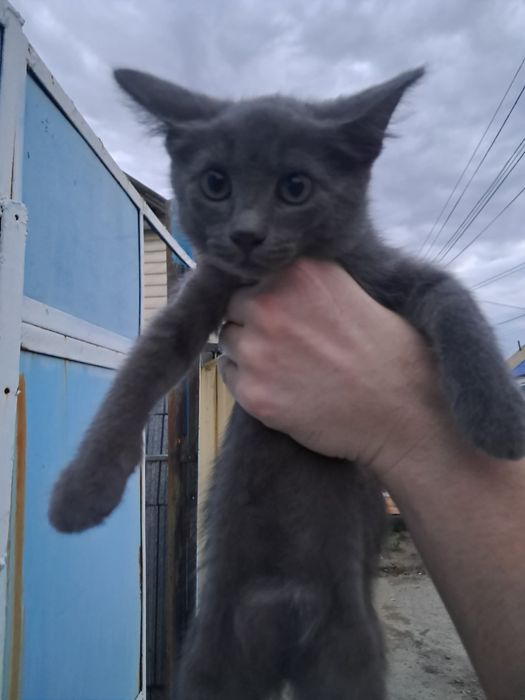 Отдам Котят В Добрые Руки