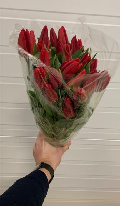 Свежие тюльпаны оптом