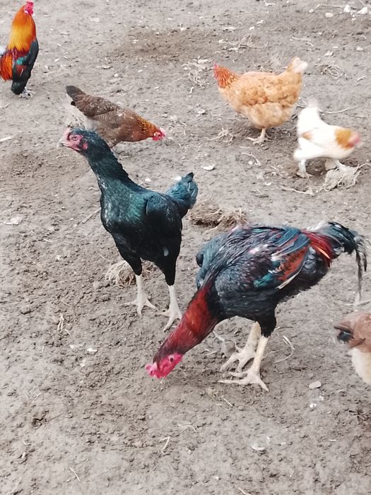 Дакан мекендер сатылад