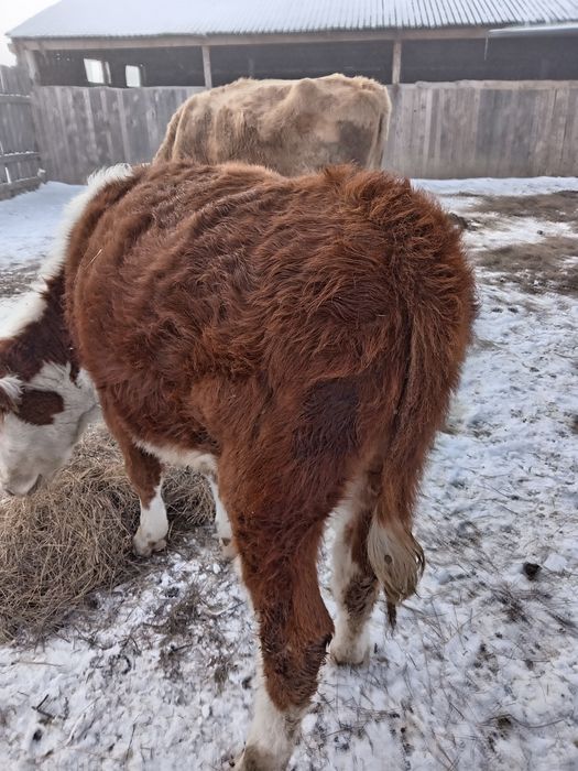 Продам подсос. Подсос