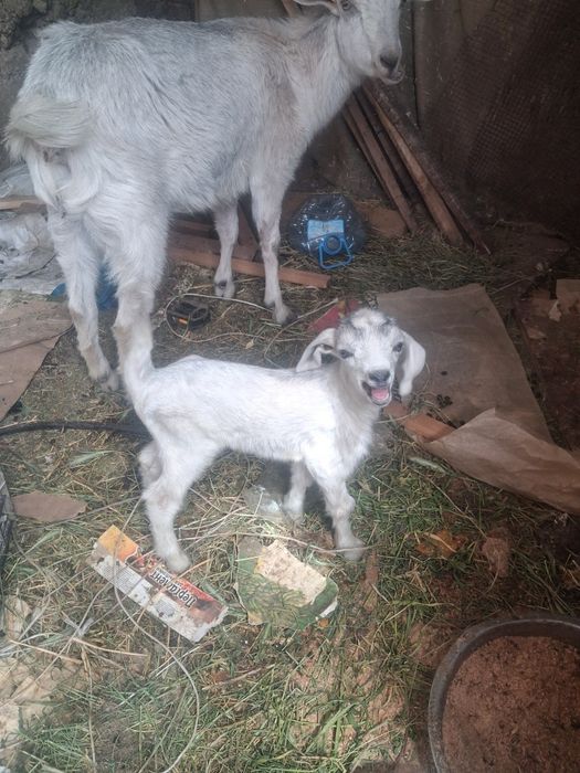 Ешки еркек лагымен