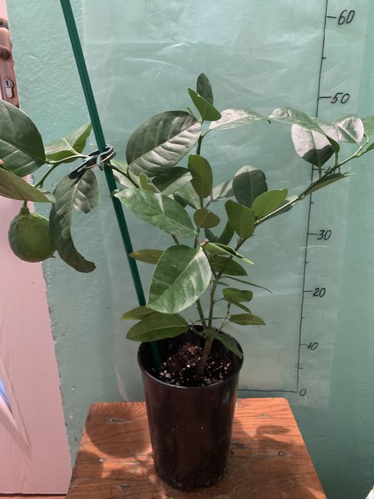 Лимон дерево. Сорт Пандероза. Возраст 3-4 летки.