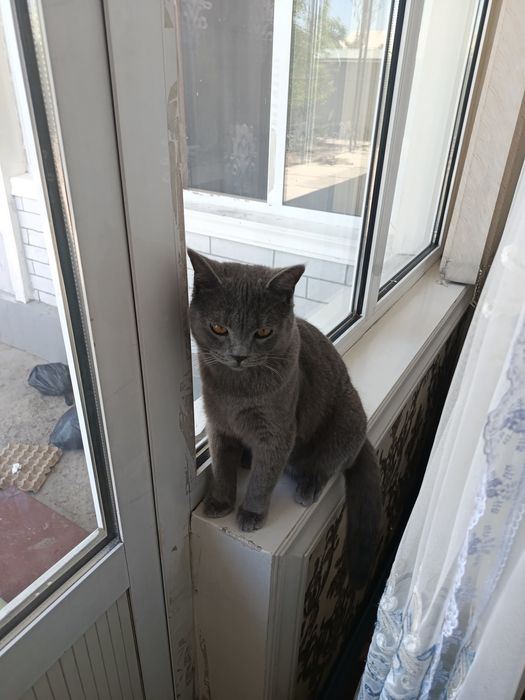 Продается  Британский  скот короткошёрстный кот.добрый и игривый