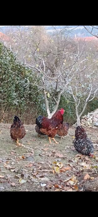 Oua pentru incubat wyandotte argintiu si portelan