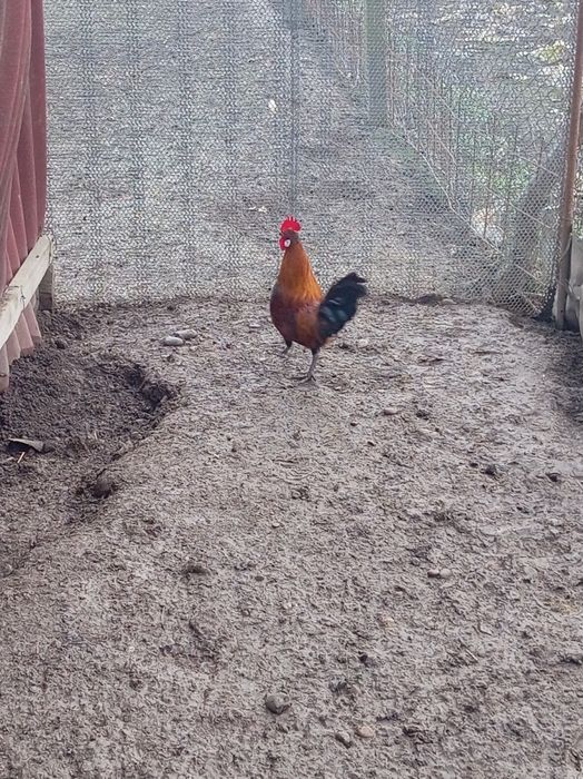 Vind cocoșel  iopan