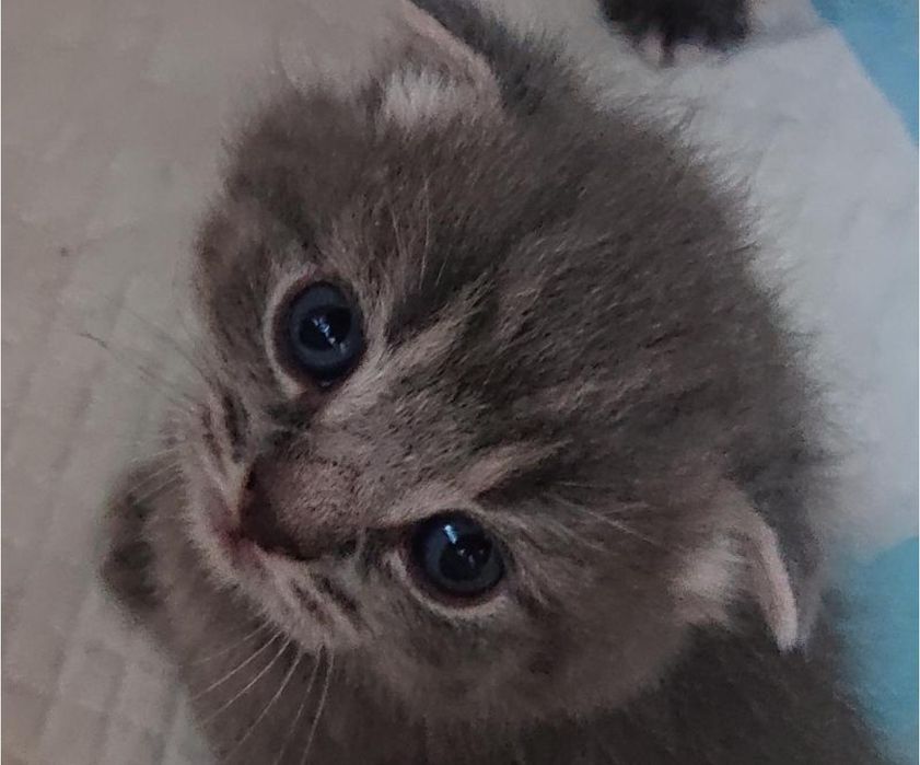 Милые малыши 1.5 мес