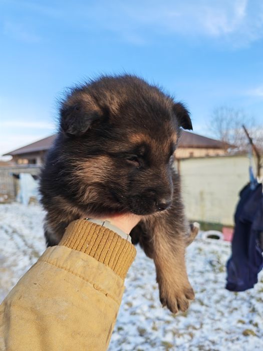 Vând pui Ciobanesc German