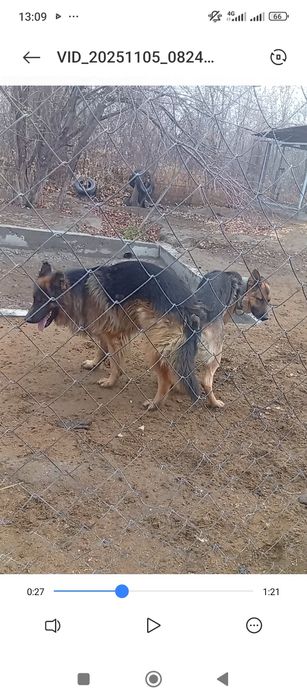 Продам щенков немецкой овчарки.