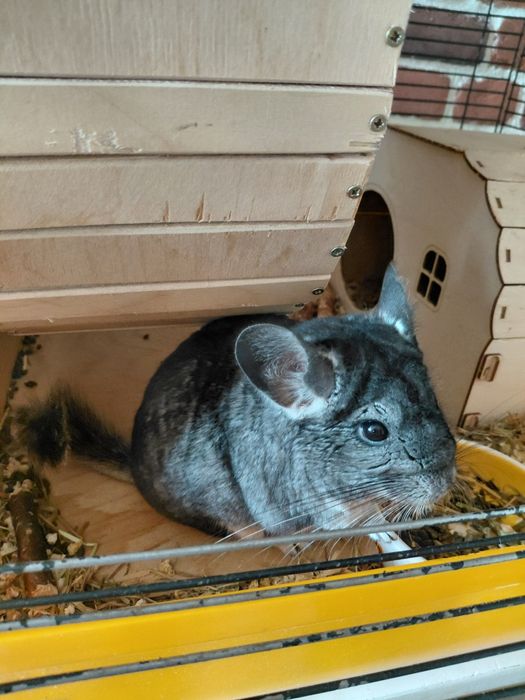 Шиншилла мальчик 6 мес + клетка