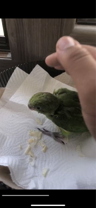 Попугай Ожирела