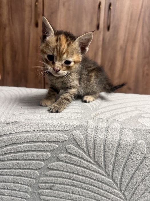 Котята 3 мальчика 2 девочки