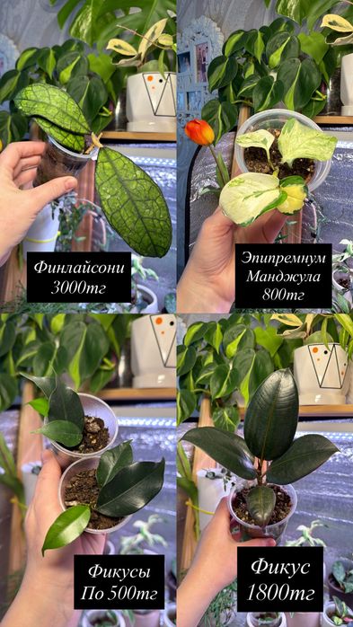 Комнатные цветы пррдам