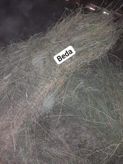 Beda 100 ta va yemishlar 40ta