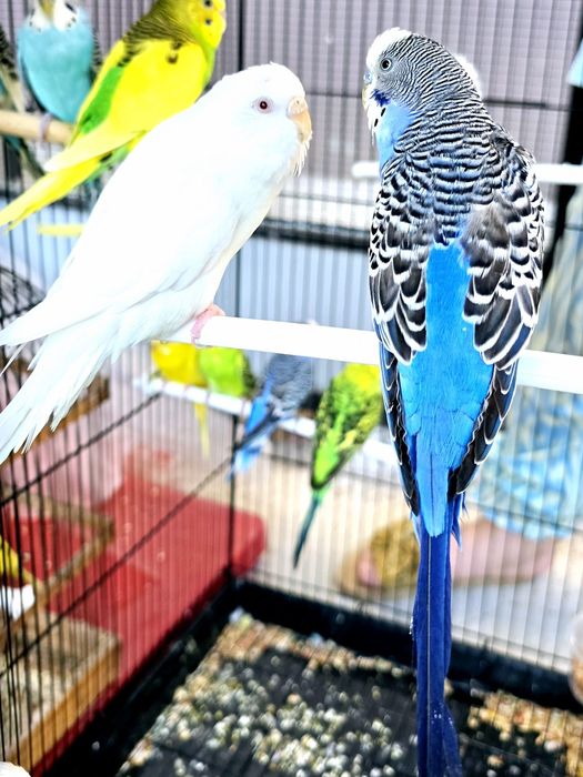 Волнистый попугай Valnistiy para