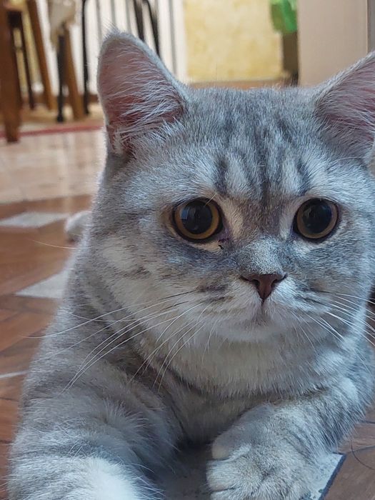 Пропал домашний кот