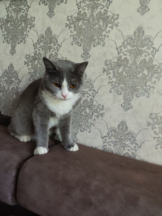 Отдам в добрые руки красивую и ласковую кошечку