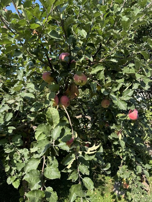 Обрезка и обработка плодовых деревьев.