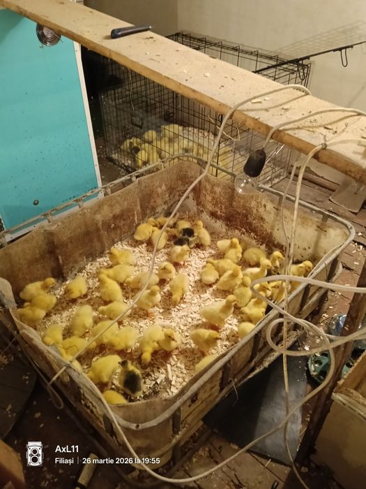 Boboci gasca leșești!