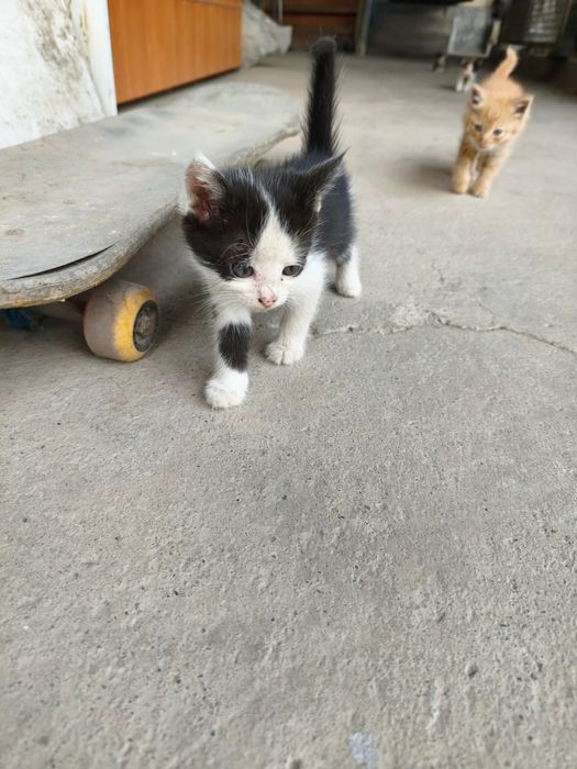Бесплатно котята
