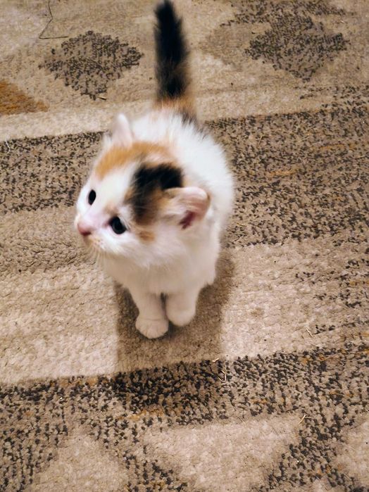 Pui de pisica de 1 luna