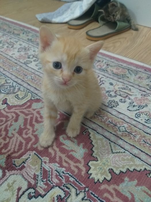 Котята Отдаю Срочно!!
