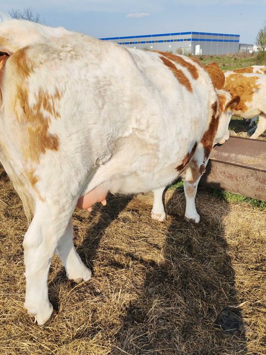 Disponibilă Junincă