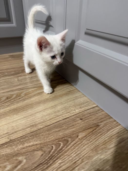 Котенок девочка 1,5 мес