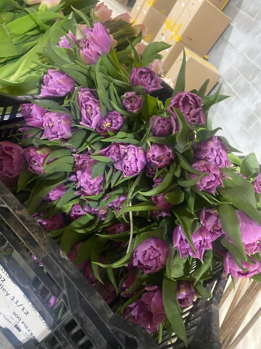 Тюльпан оптом премиум класса