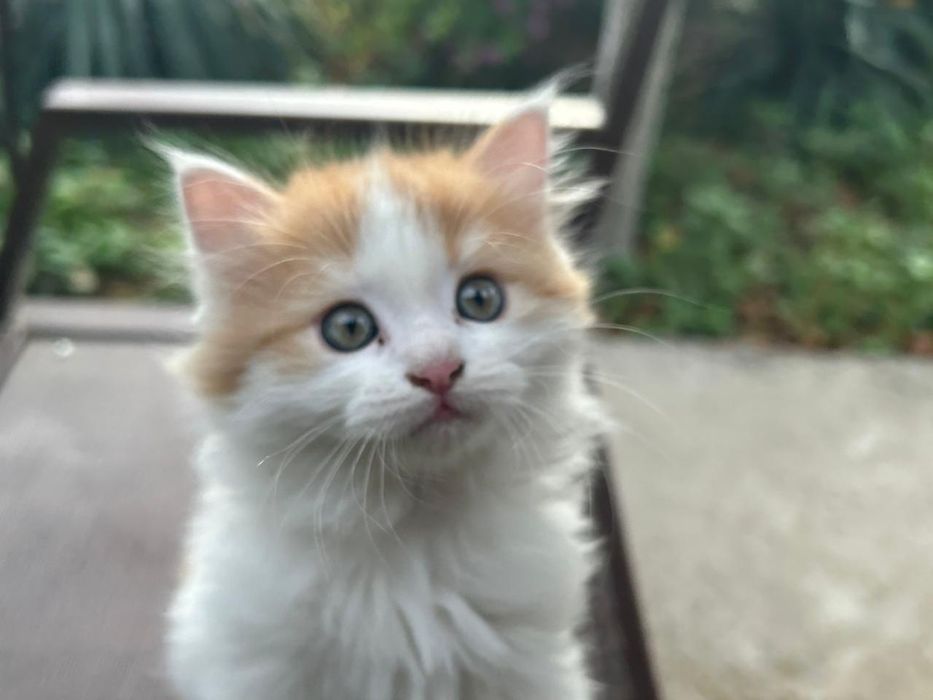 Котенок в хорошие руки.