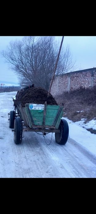 Cal bun de ham  cuminte