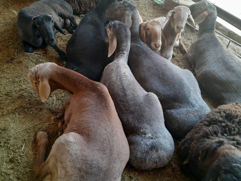 Кучкорлар сотилади