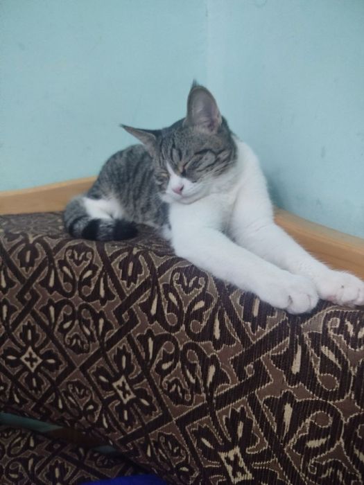 Отдам кошку бесплатно мальчик