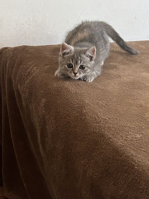 котенок Скоттиш страйт
