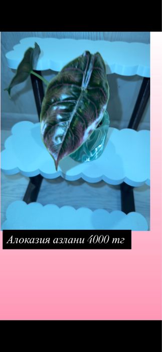 Домашние растения