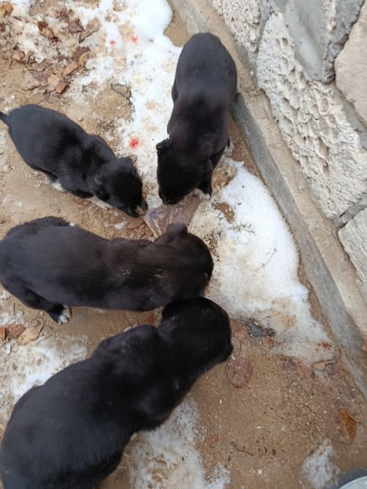 Сао күшіктер сатылады